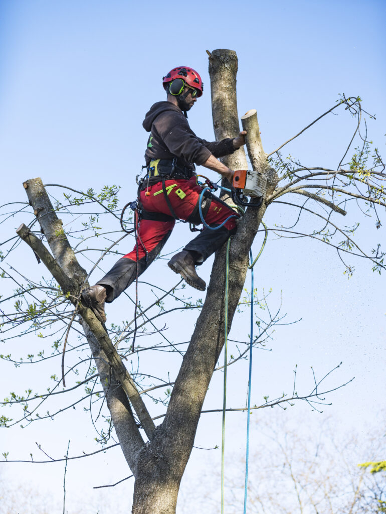 Arborist joplin mo​