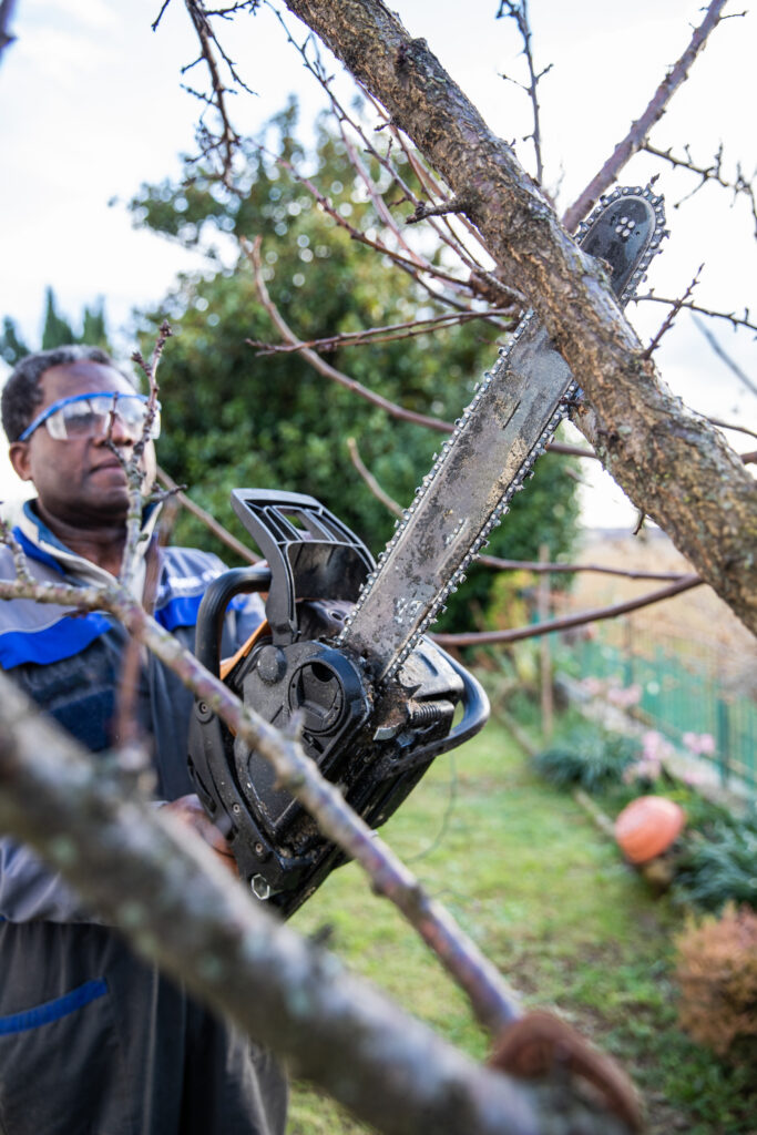 tree removal joplin mo​